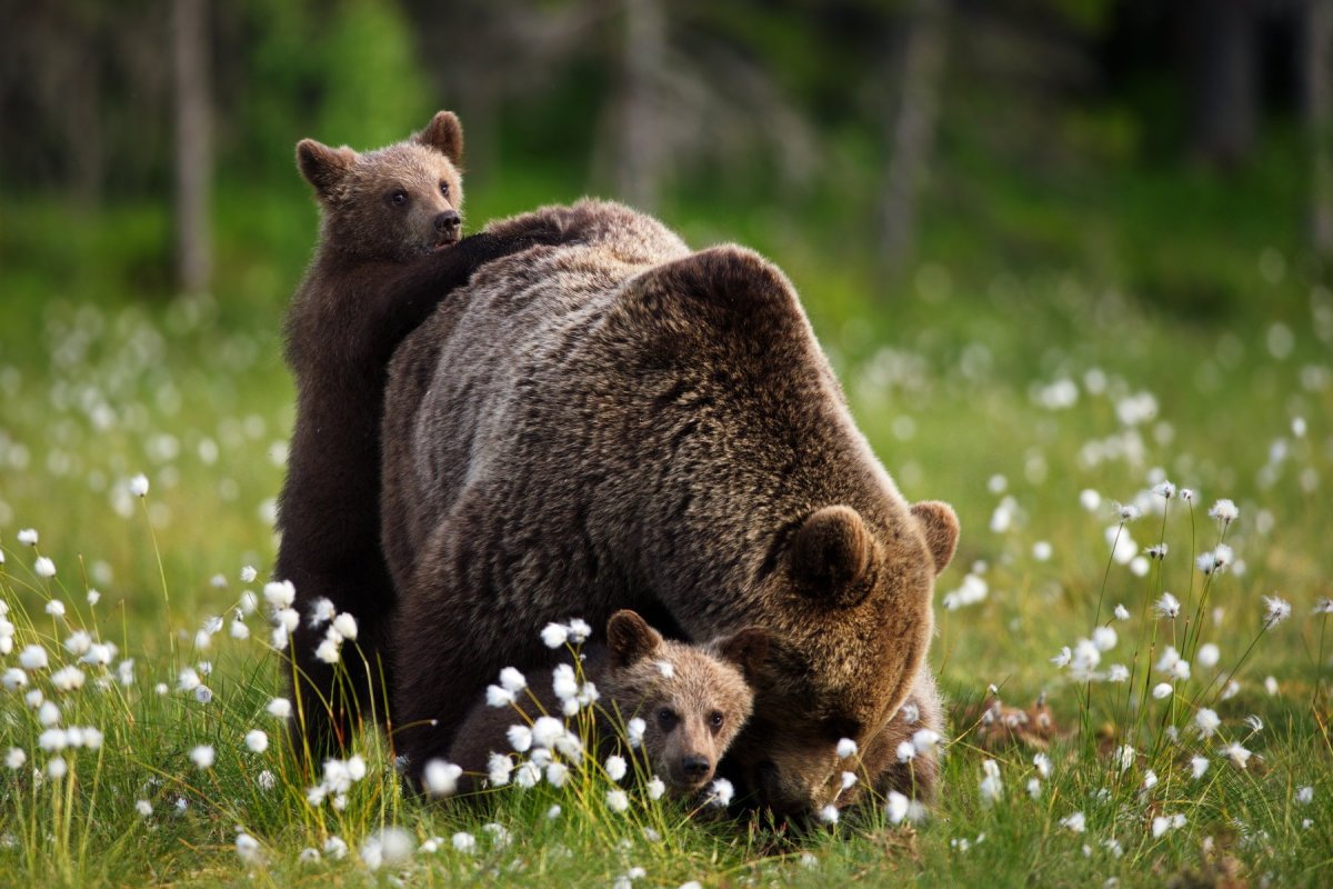 Медведица с медвежатами весной
