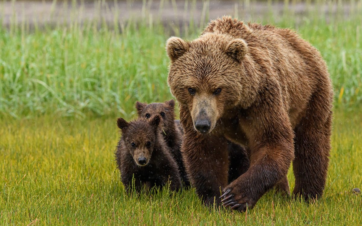 Бурый медведь с медвежатами