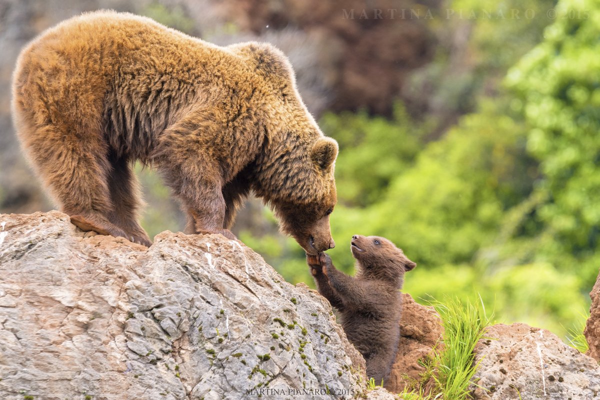Медведь с медвежонком