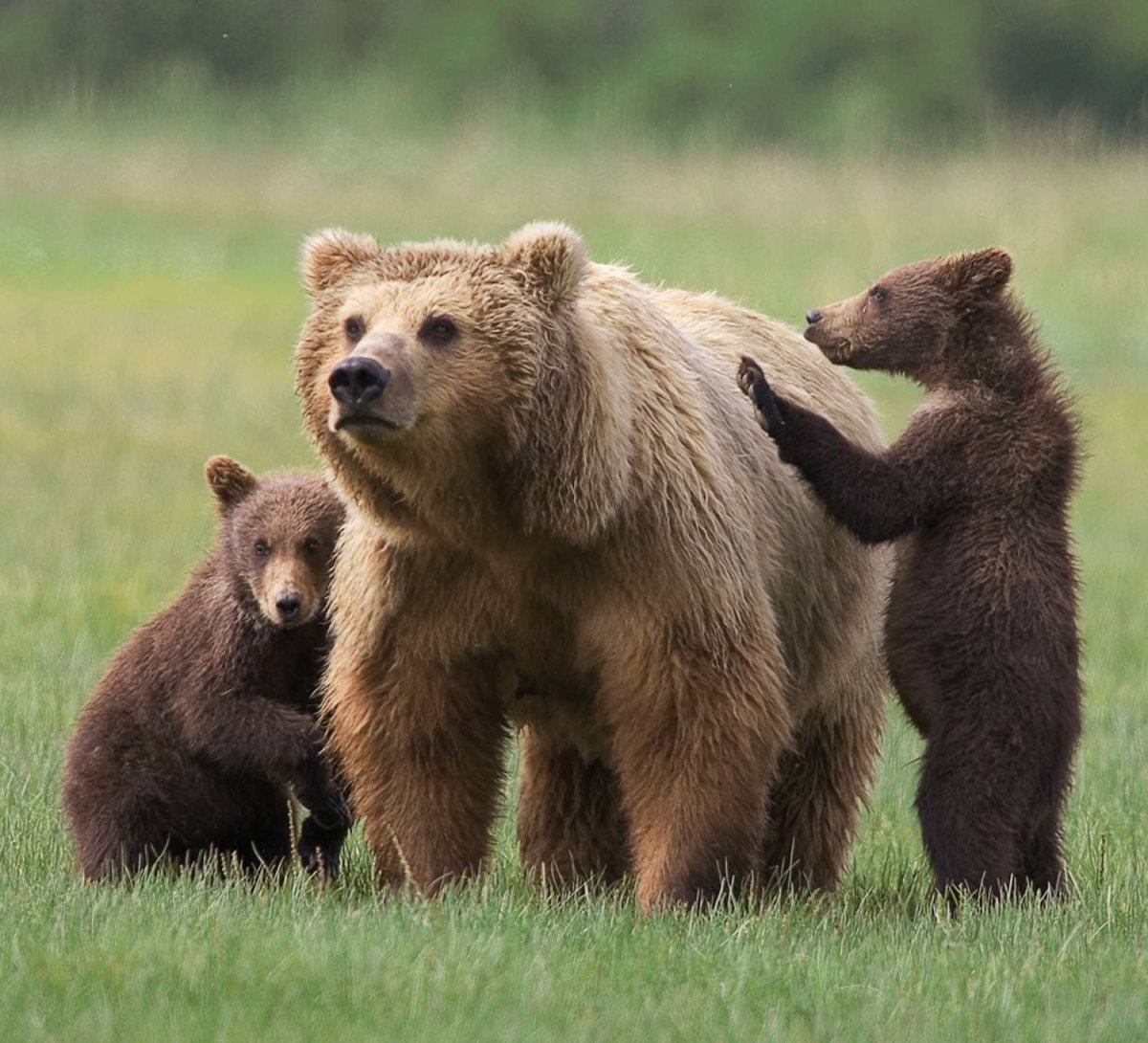 Медведица с медвежатами картинки для детей