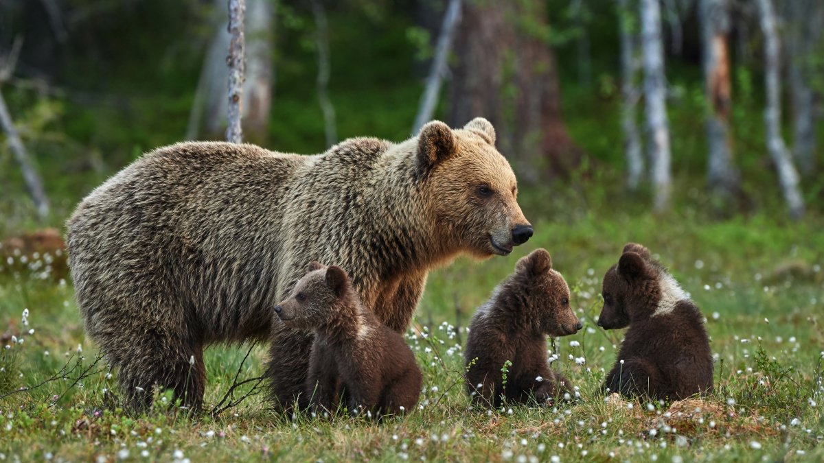 Бурый медведь Мурманской области