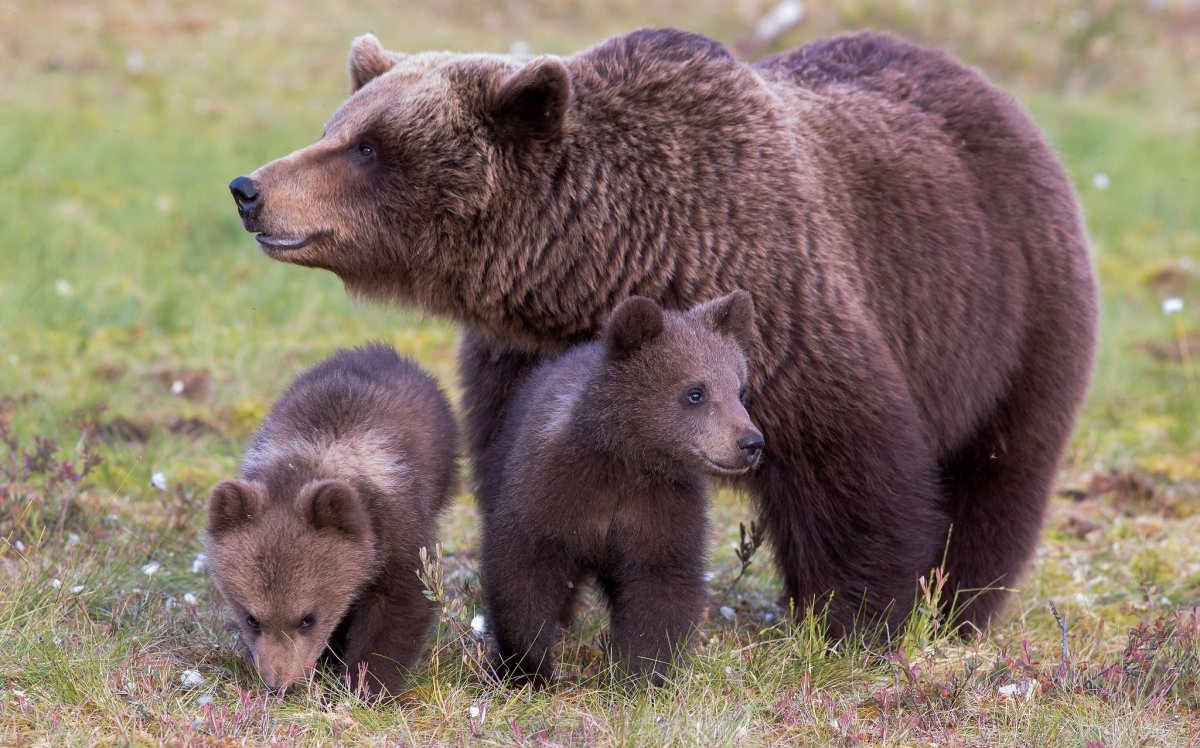 «Медведица с медвежатами» Кемерово