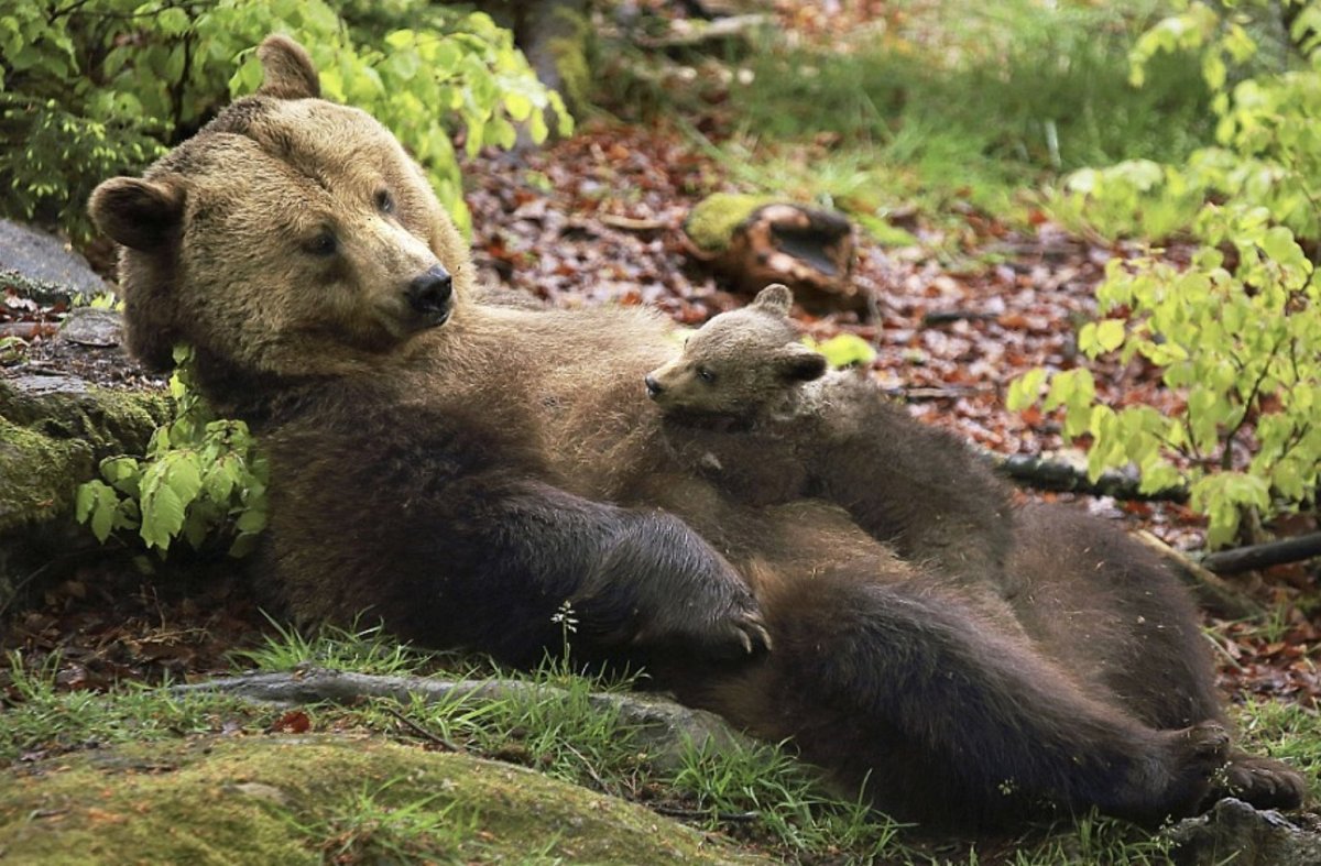 Медвежонок с мамой