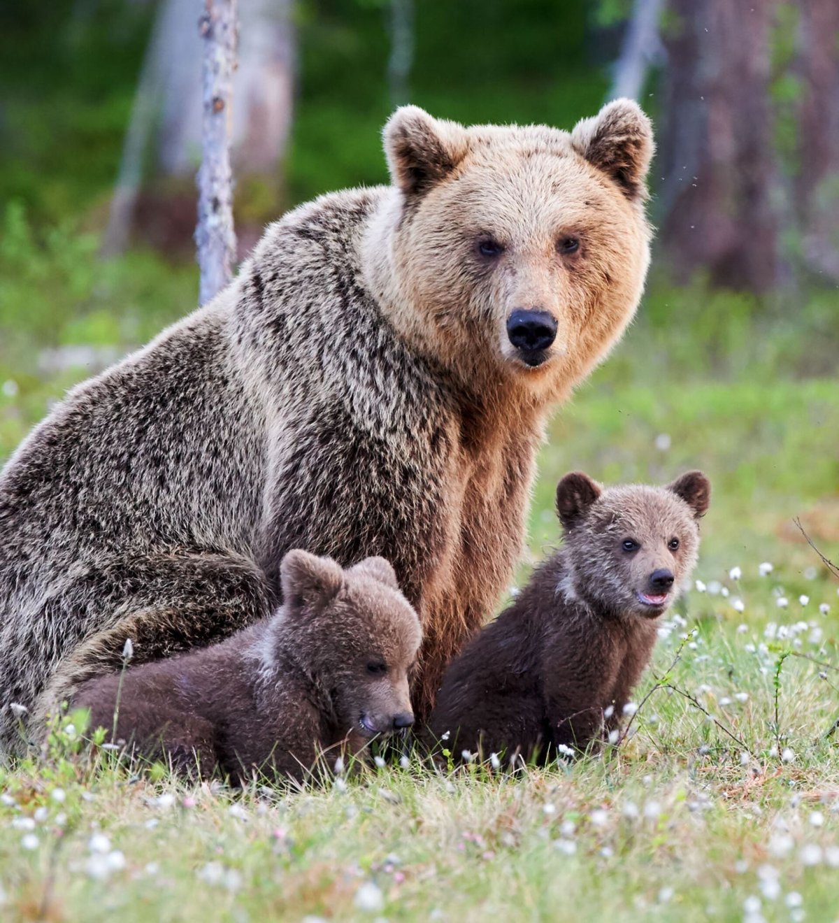 Медведица с медвежатами