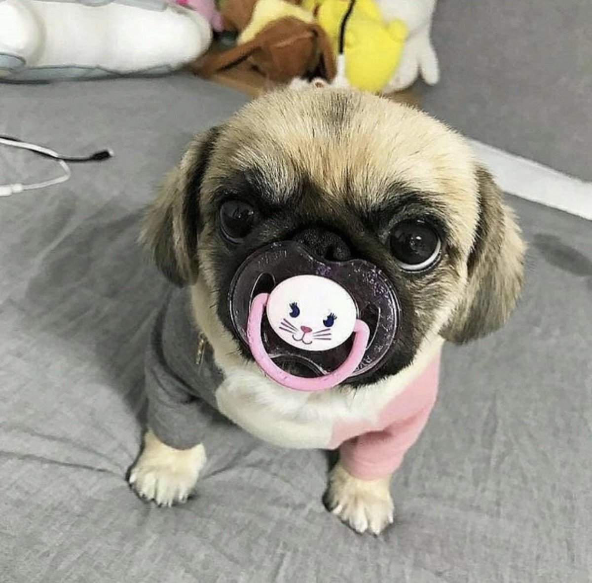 Милашки вельш корги