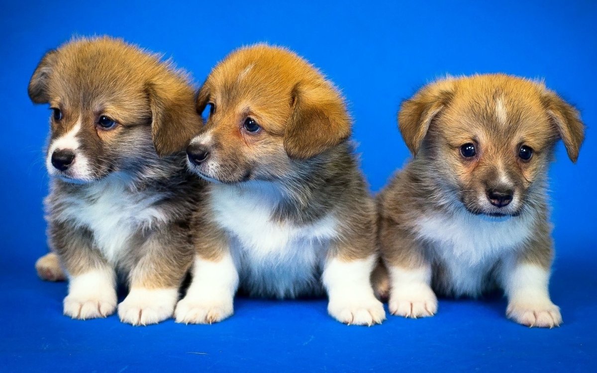 Милые щенки породистые