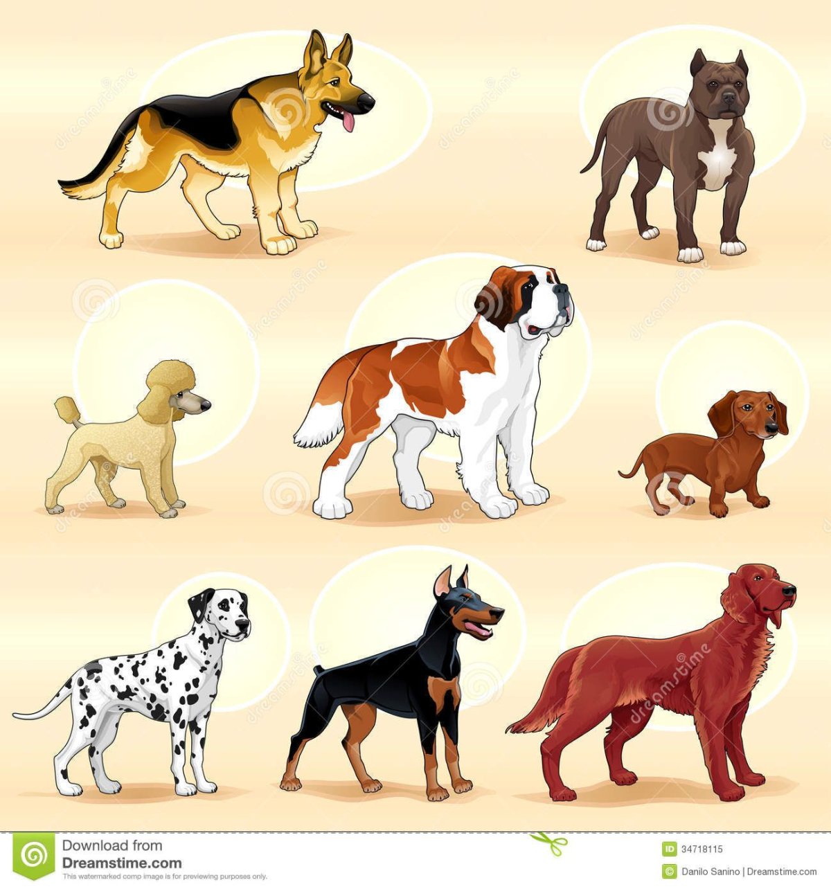 Кавалер Кинг Чарльз спаниель