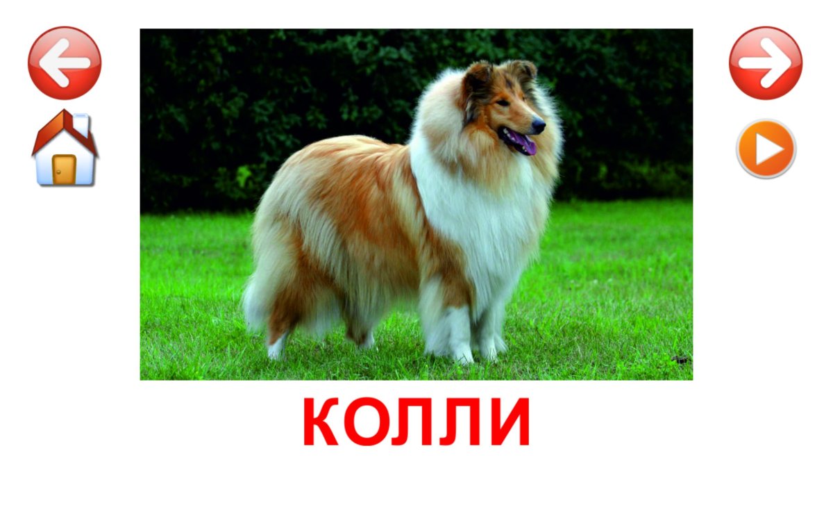 Карточки Домана породы собак