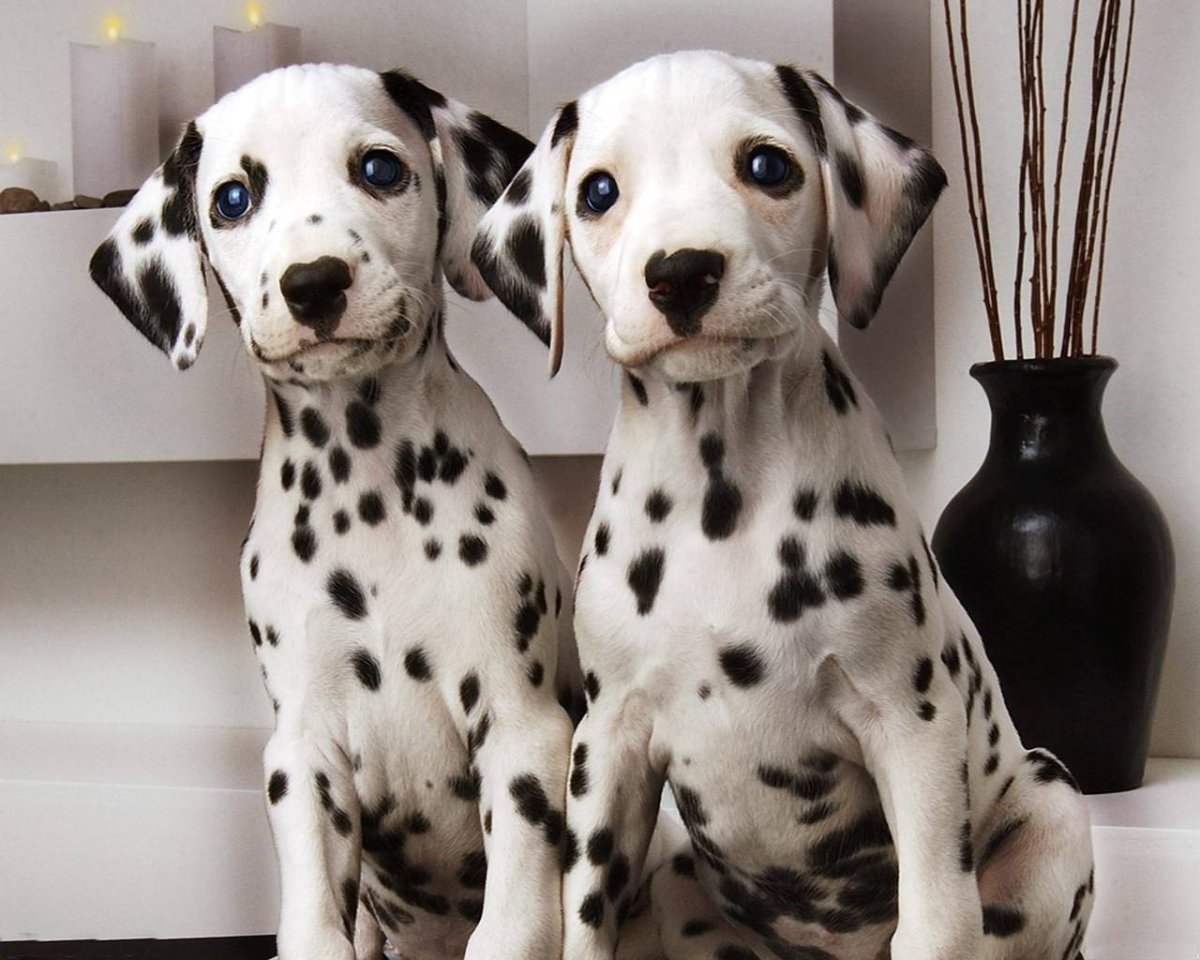 Колли длинношёрстный