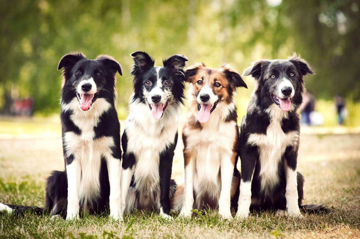 Название всех пород собак