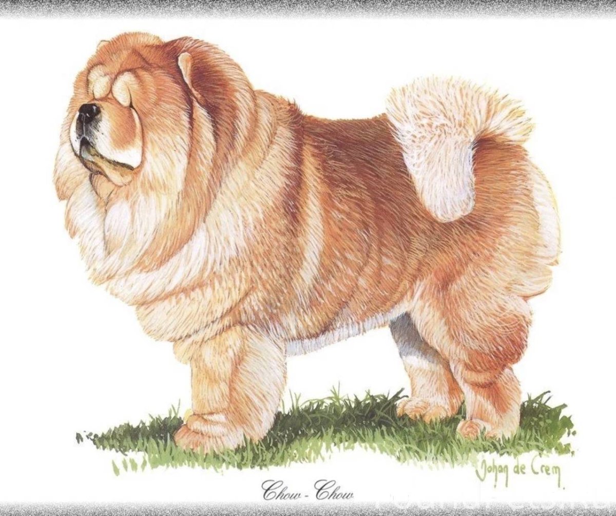 Чао Чао рисунок