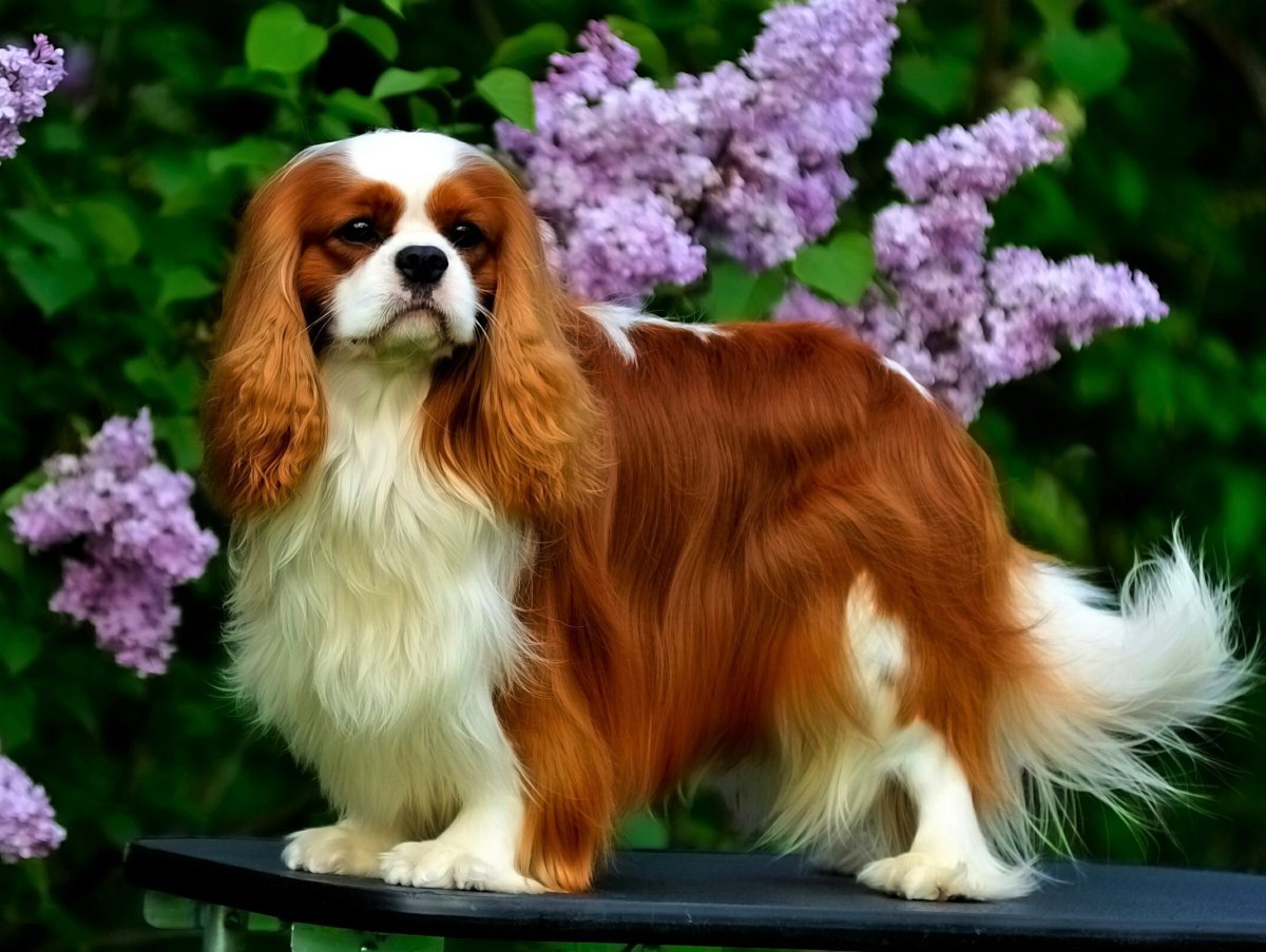 Порода собак Далматин