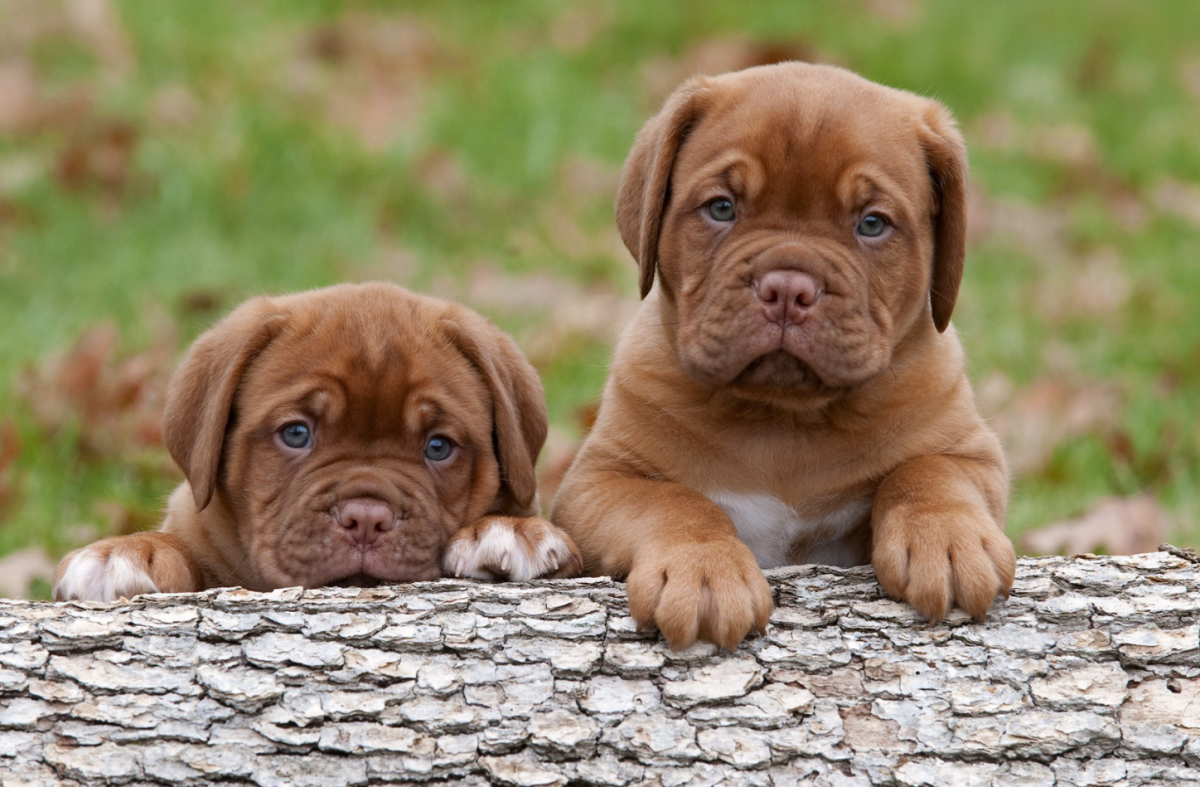 Карликовый шпиц флаффи