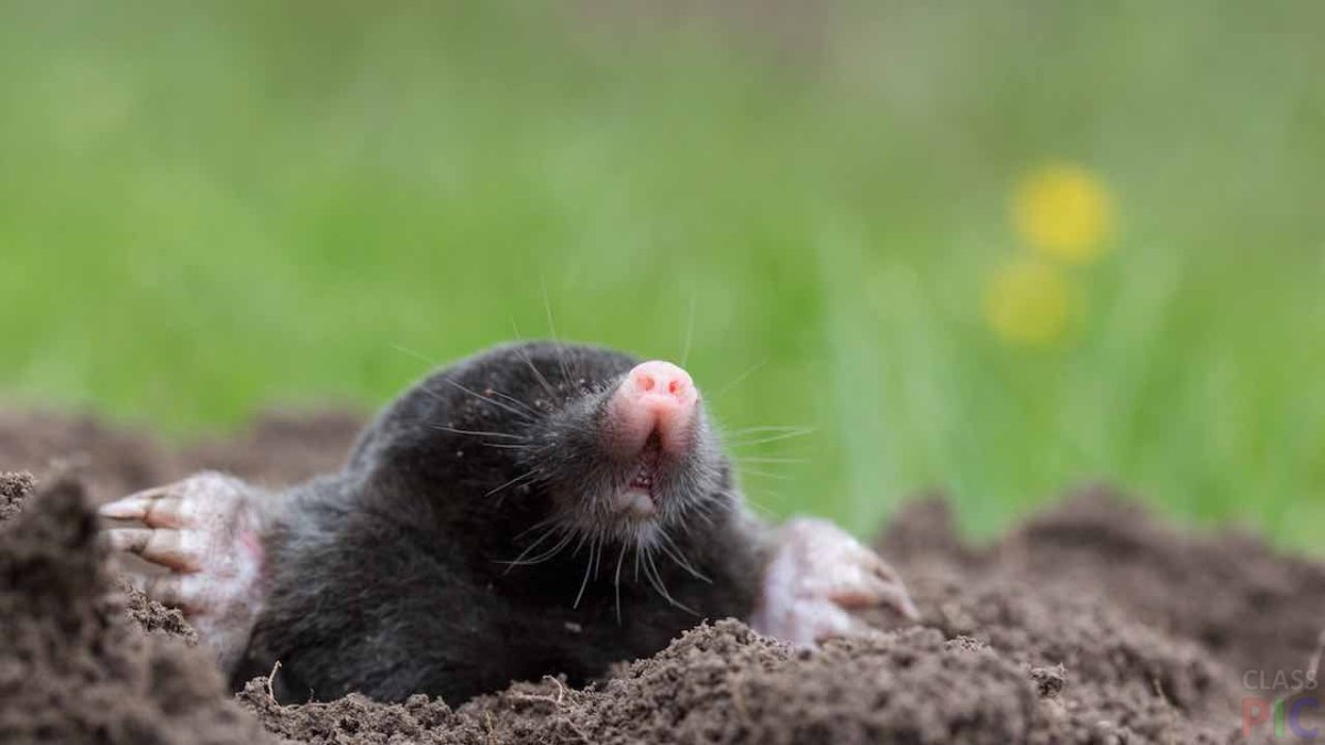 Алтайский Крот