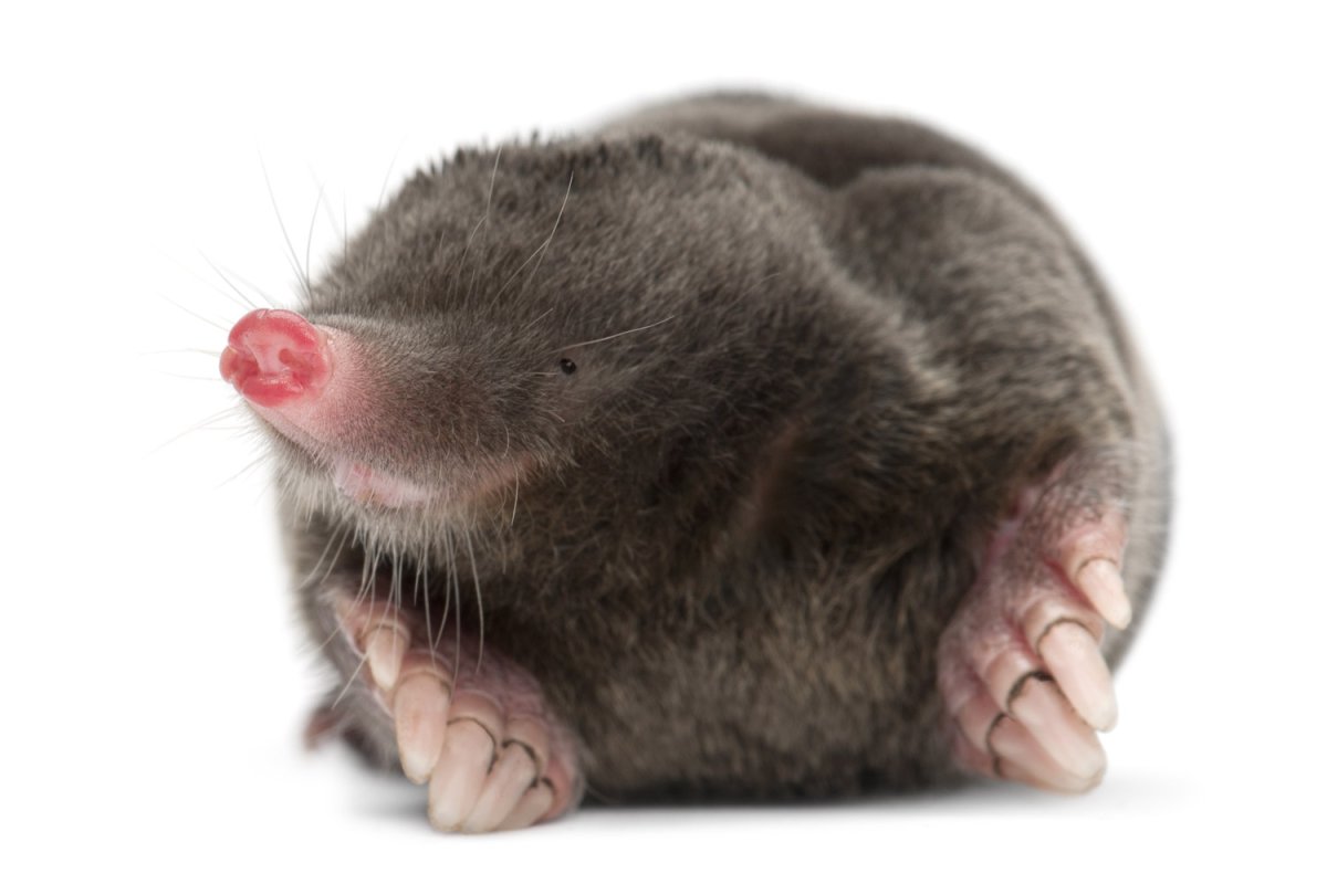 Крот на поверхности