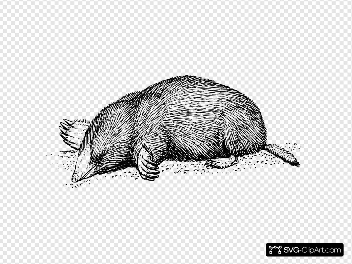 2 Милых крота на белом фоне