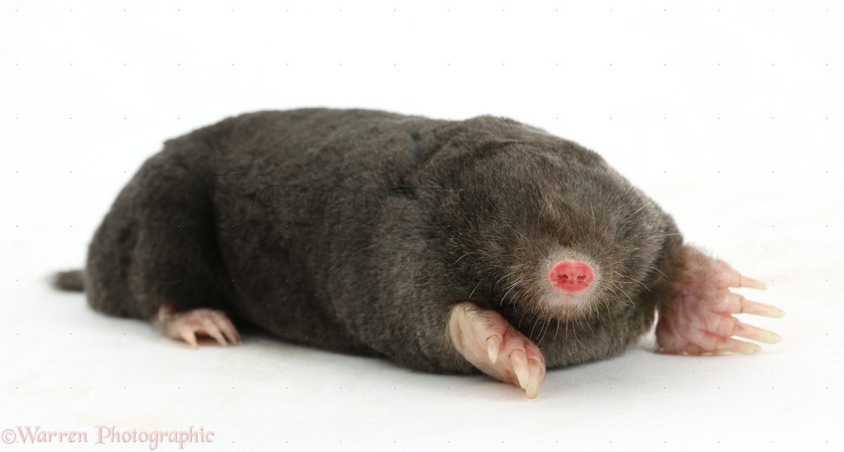 Зденек Милер "Кротик и его друзья"