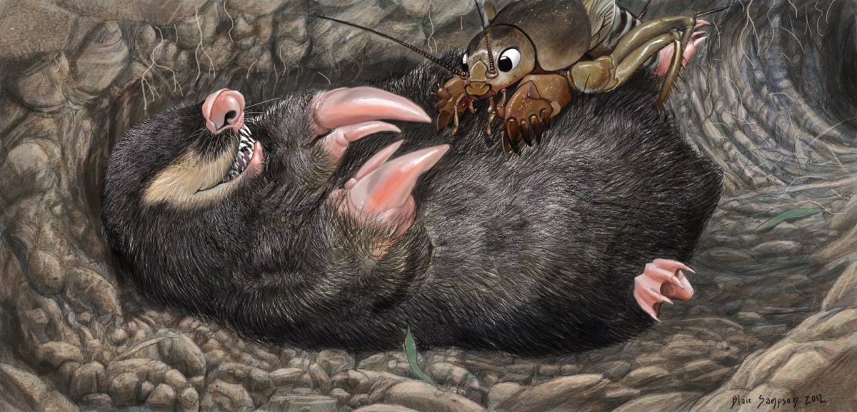 Русская выхухоль Desmana moschata