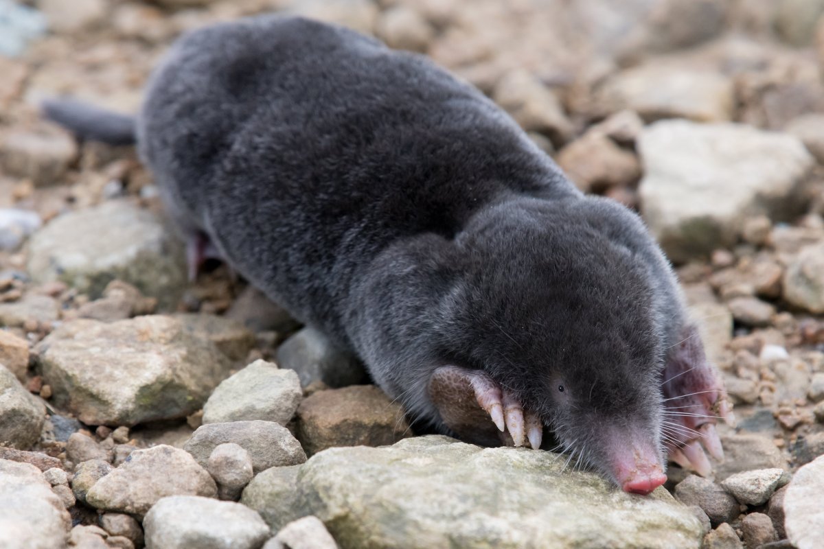 Глупый Крот