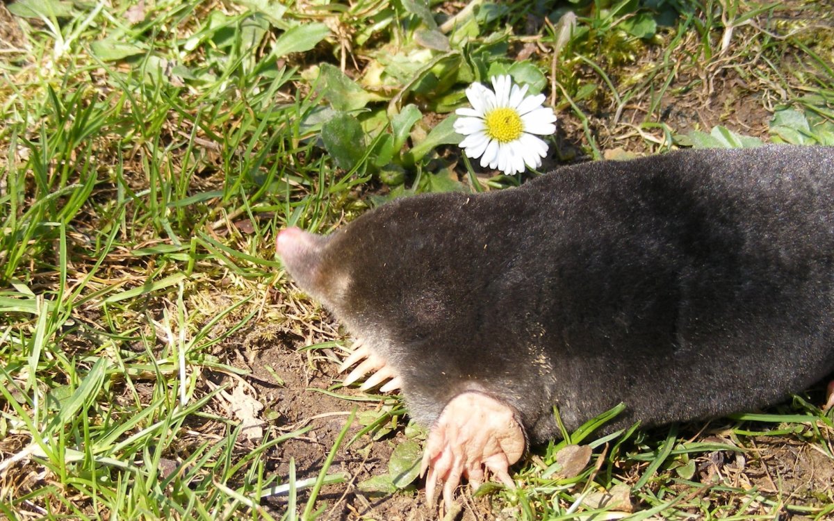 Милый Крот арт