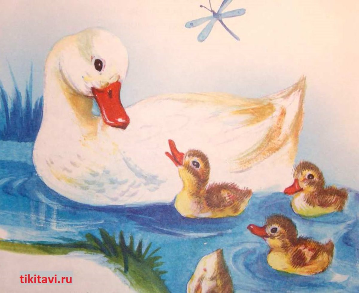 Уточка с утятами рисунок