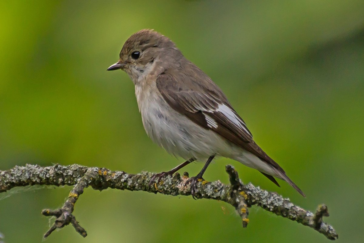 Мухоловка пеструшка
