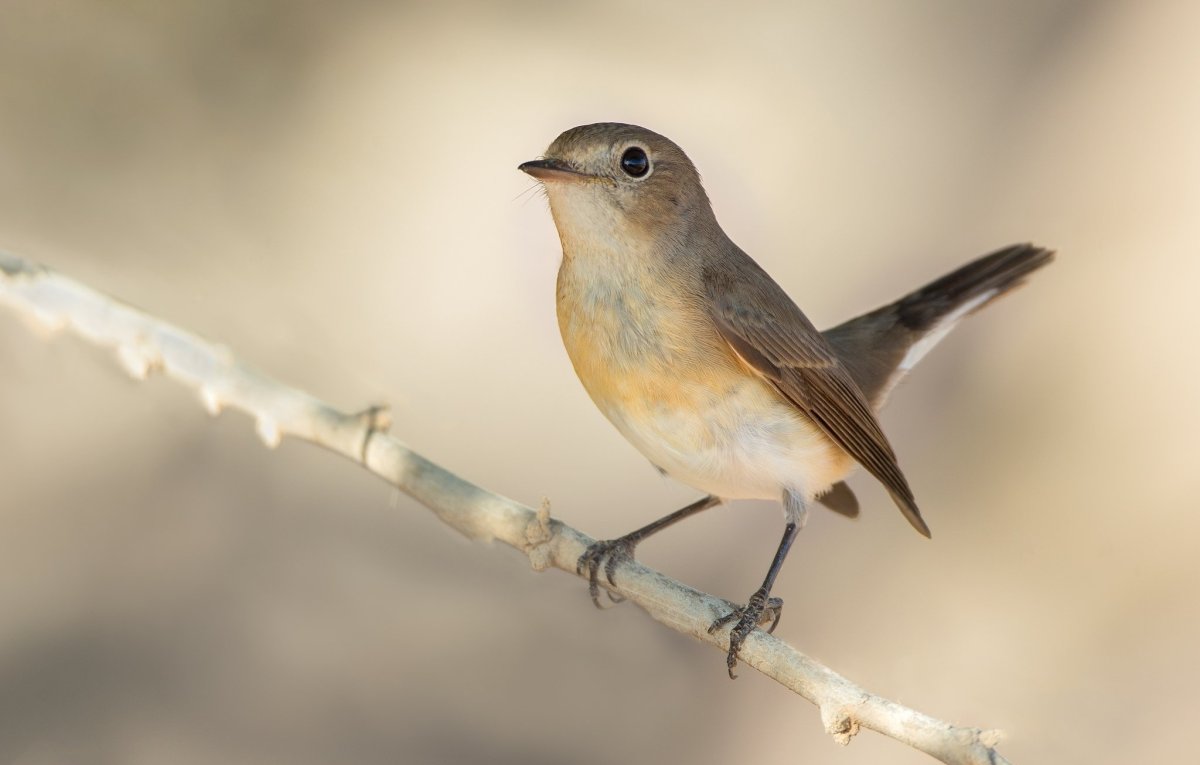 Мухоловка птица
