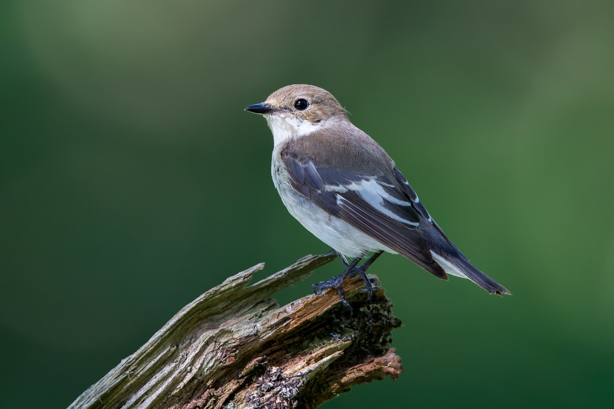Мухоловка обыкновенная птица