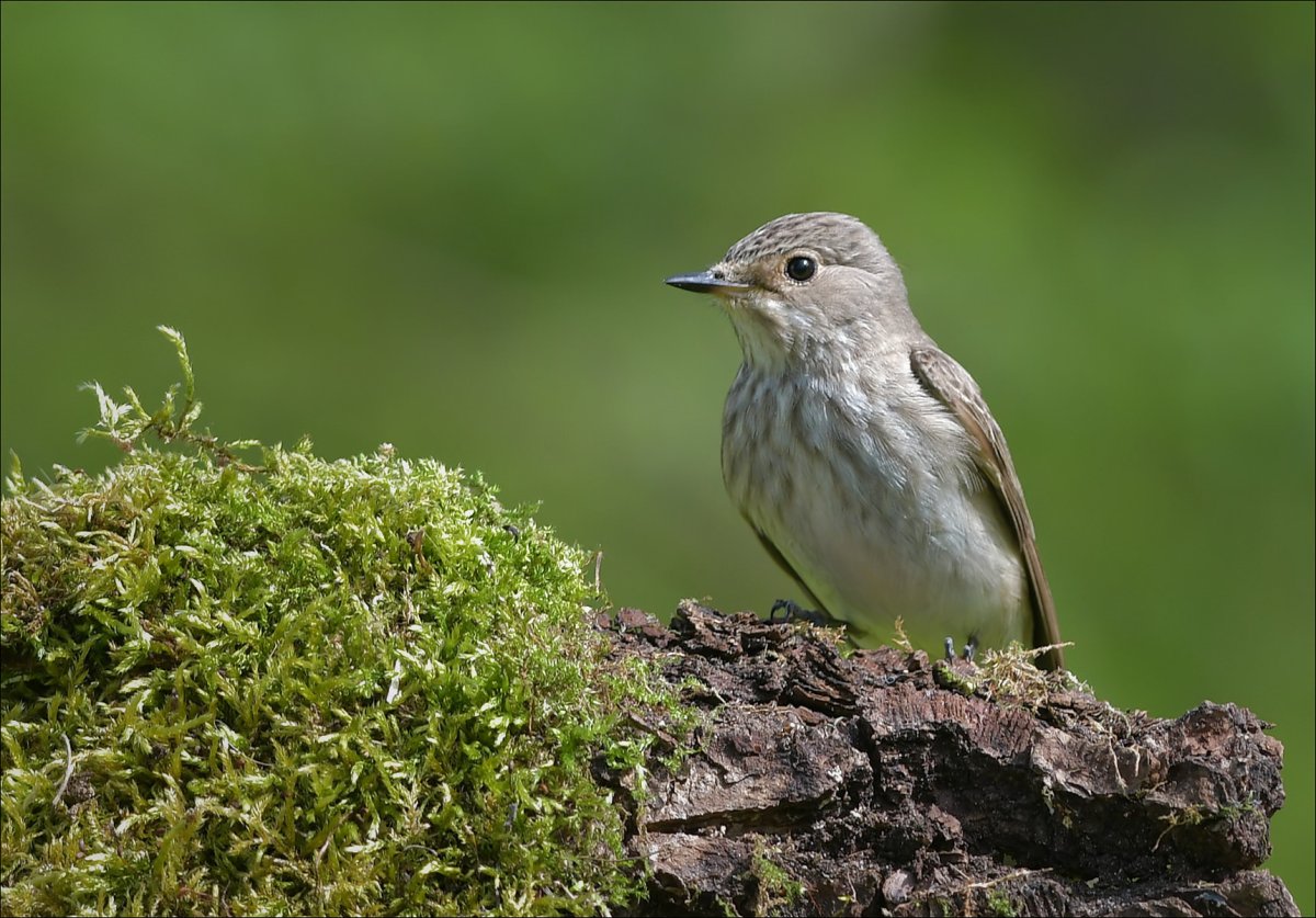 Мухоловка фото животного