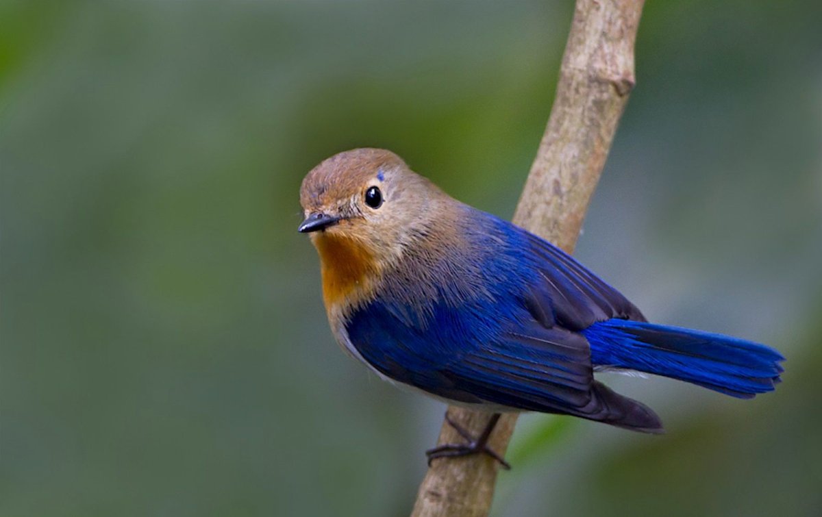 Мухоловковые в Краснодарском крае птицы