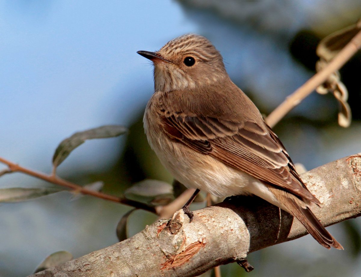 Отряд Воробьинообразные мухоловка
