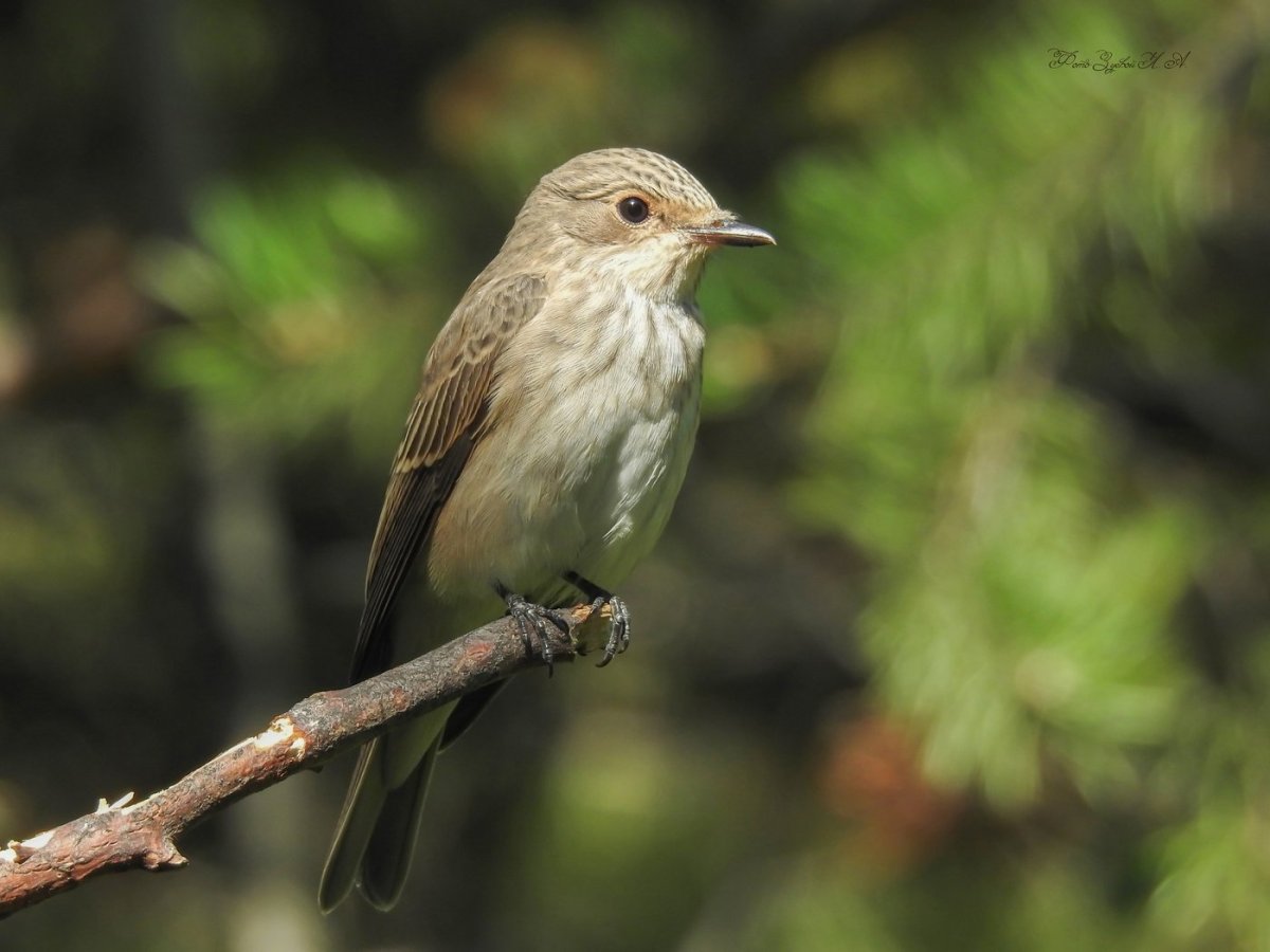 Дроздовая мухоловка