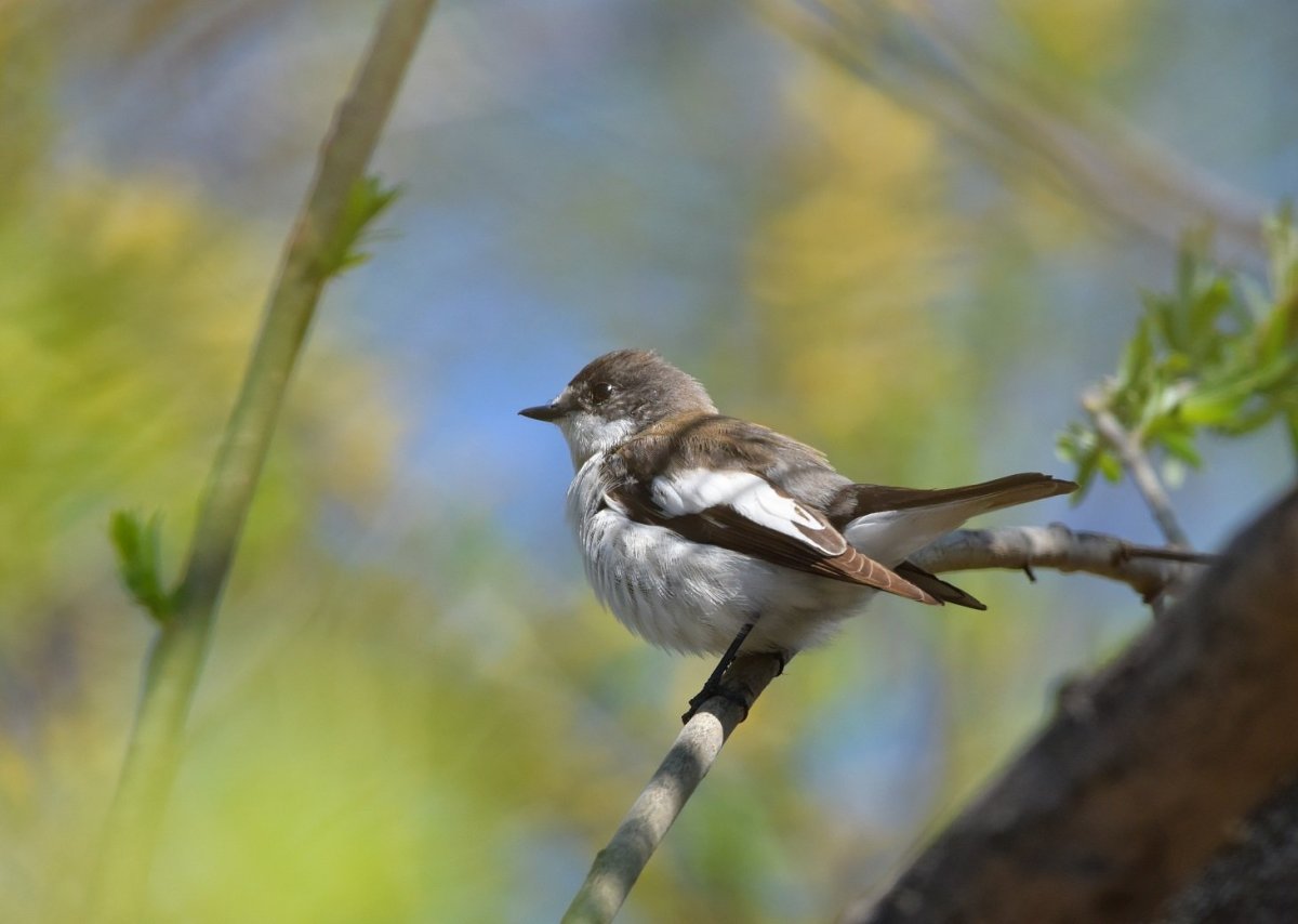 Мухоловка пеструшка