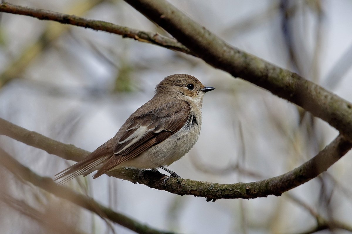 Мухоловка пеструшка самка