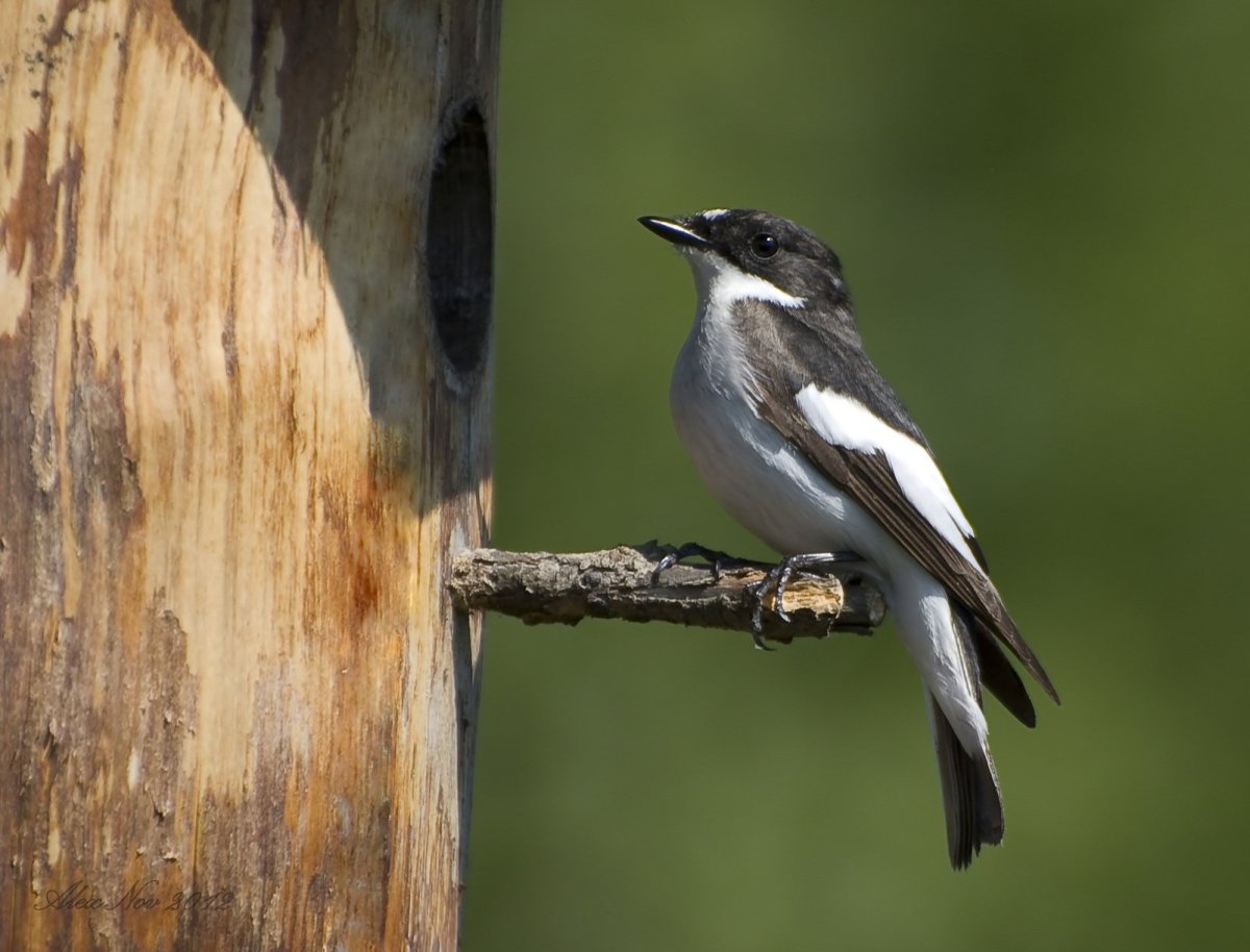 Мухоловка пеструшка