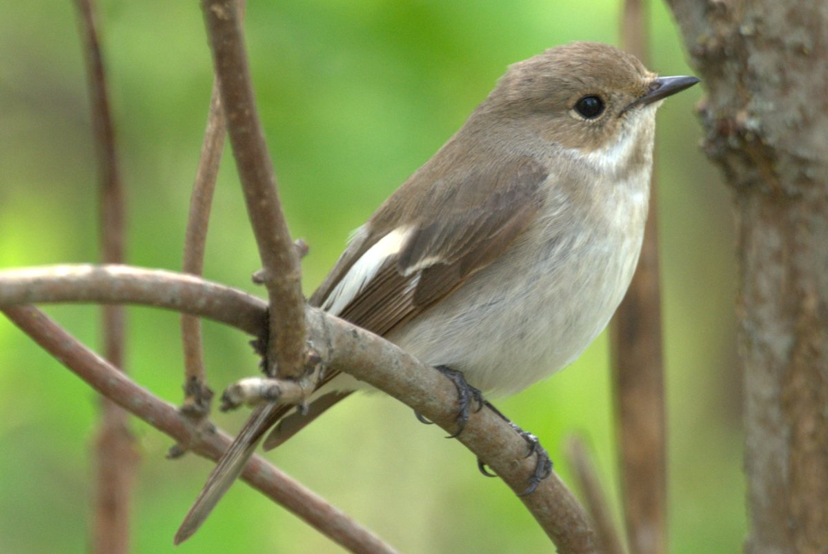 Птицы отряда воробьиных мухоловка фото