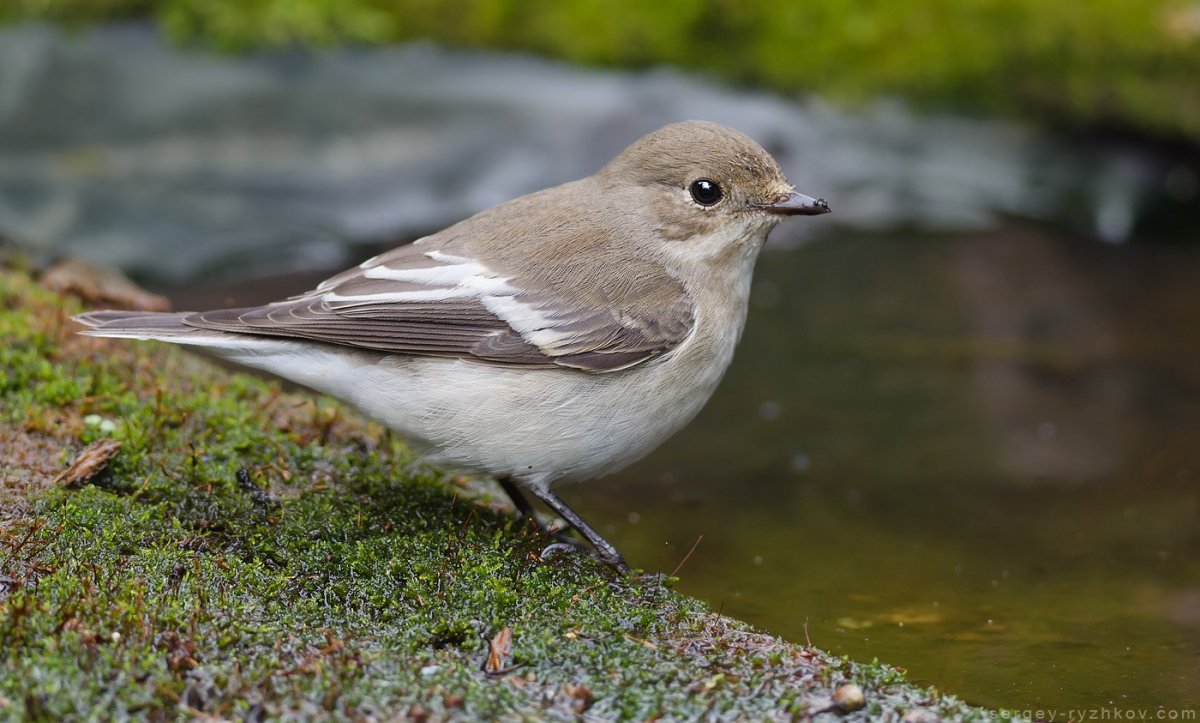 Мухоловка пеструшка