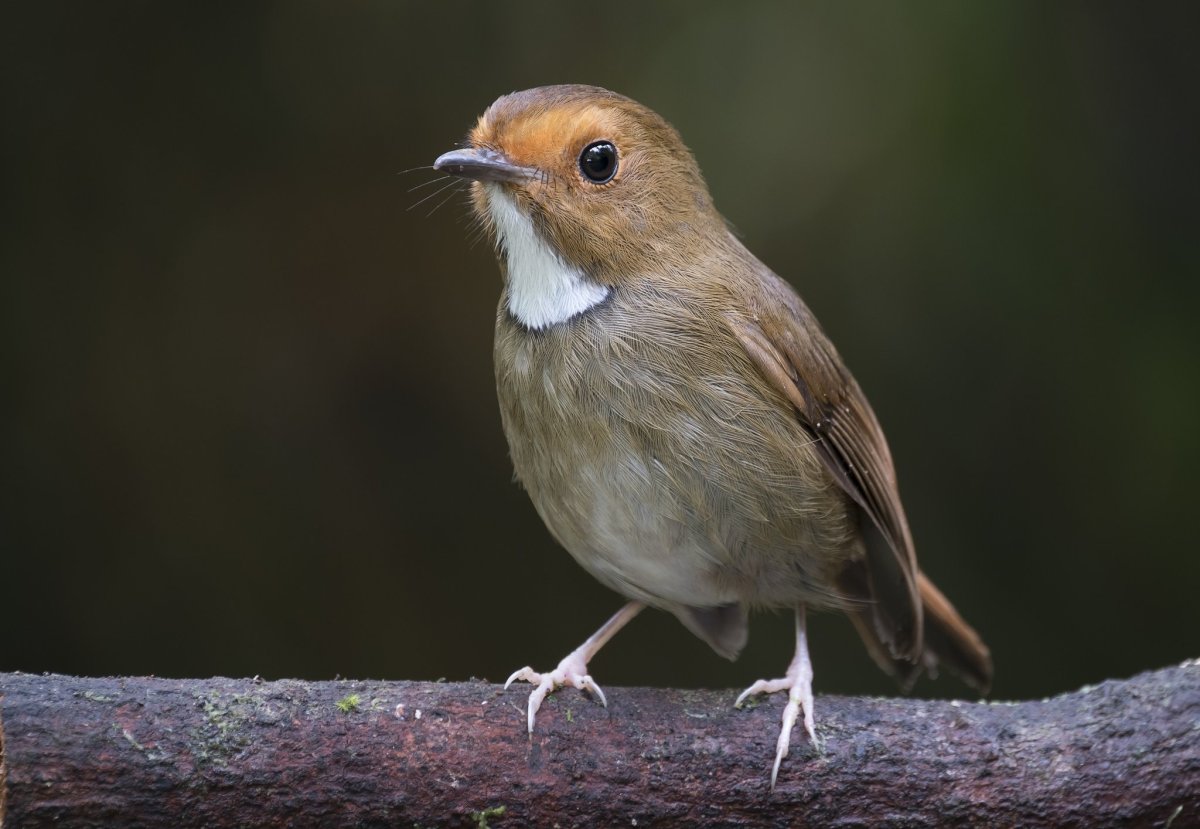 Печушки птицы