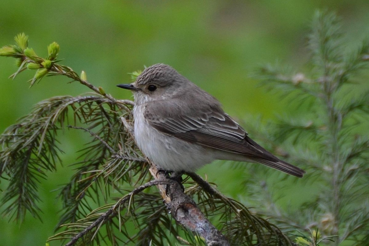 Серая мухоловка птица