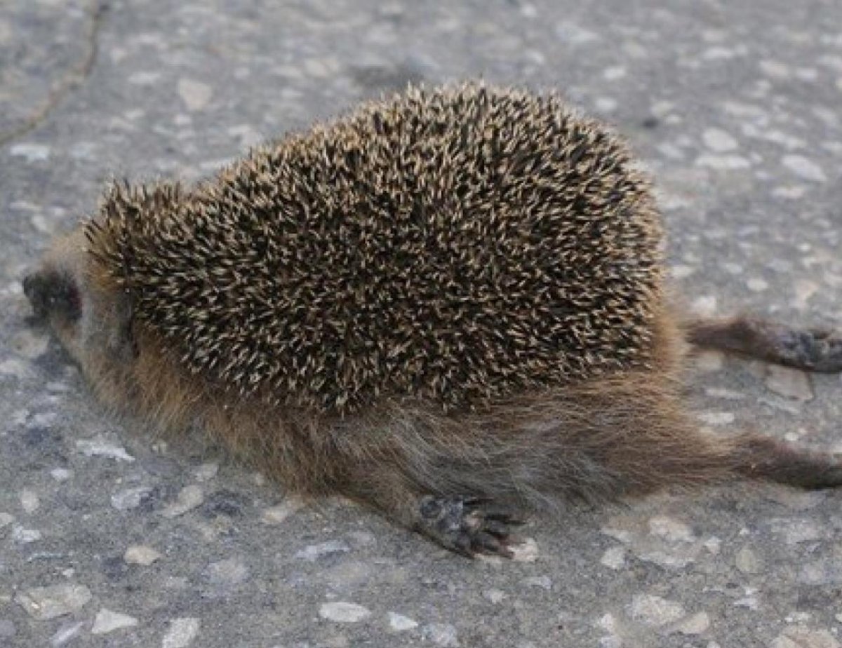 Устала хочу