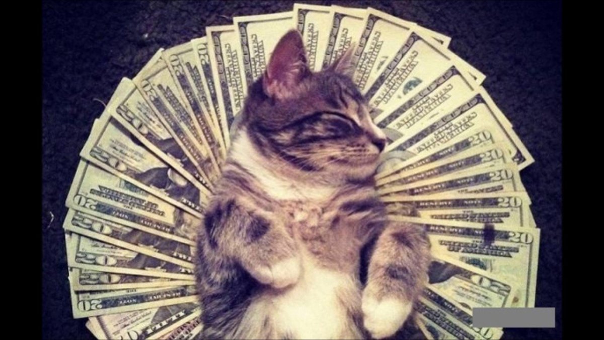 Кошка с деньгами