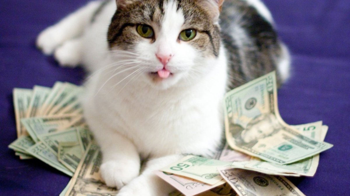 Кот с деньгами на белом фоне