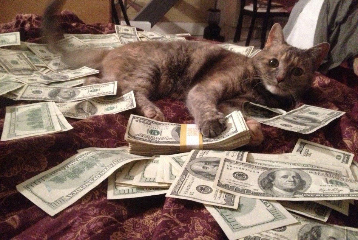 Котенок с деньгами