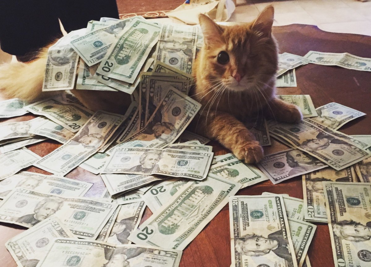 Кот с долларами