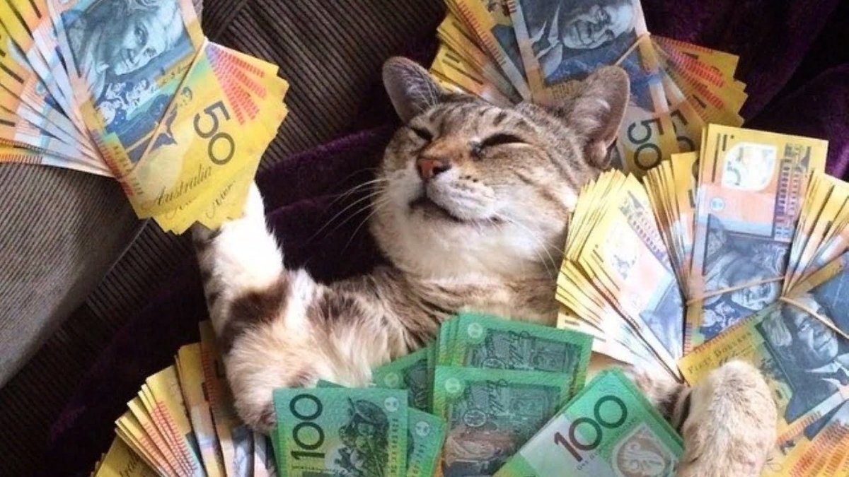 Милый котик деньги
