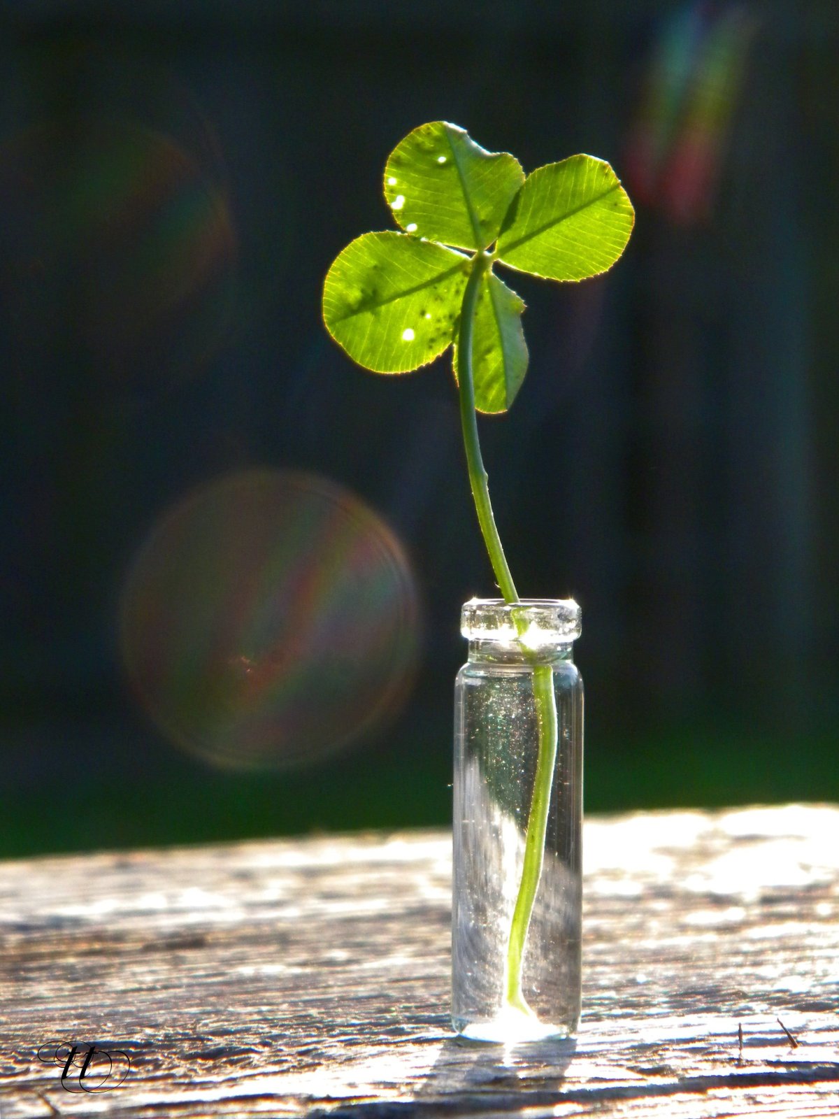 Четырехлистный Клевер на удачу
