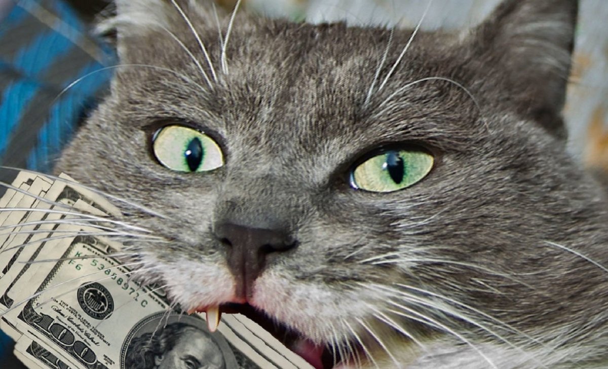 Денежный котик