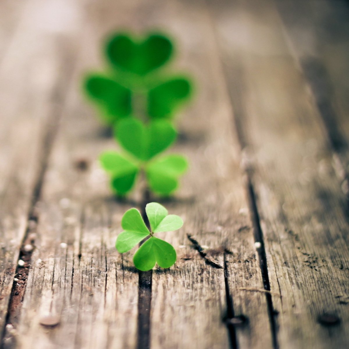 Клевер четырехлистный на фоне природы