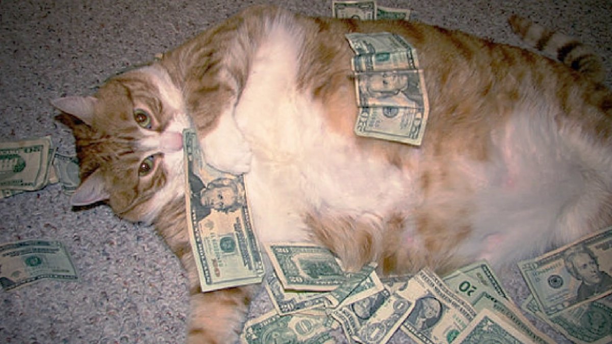 Кот с деньгами