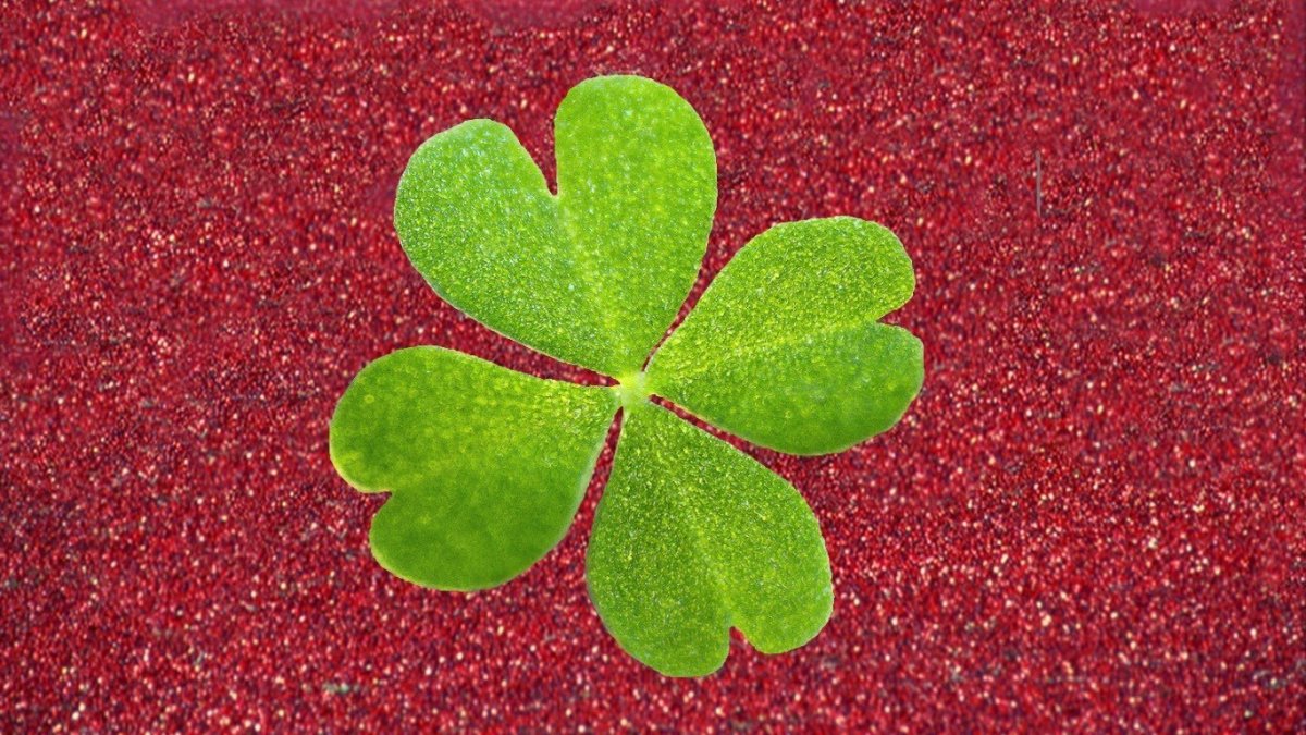 Клевер четырехлистник красный